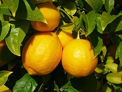 Dieta de limón