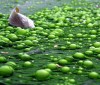 Cremas a base de algas para reducir y tonificar
