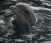 Dieta del Delfín: ¿en qué consiste el método de Ángel Gracia?