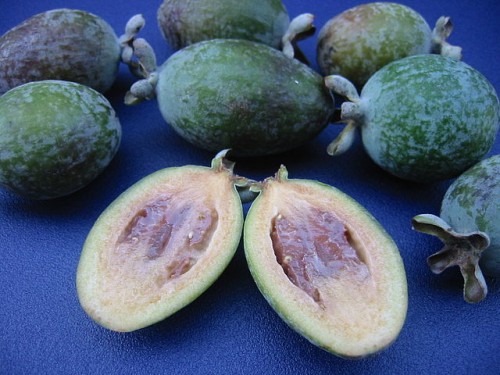 640px-Ripe_Guava_on_blue